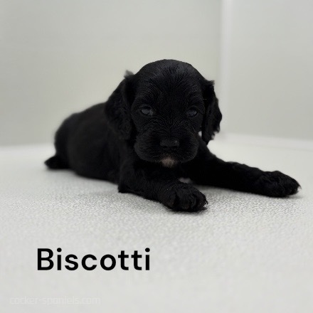 puppy, for, sale, Cocker Spaniel, Joe & Cherri  Overlease, dog, breeder, Miller, MO, dog-breeder, puppy-for-sale, forsale, nearby, find, puppyfind, locator, puppylocator, aca